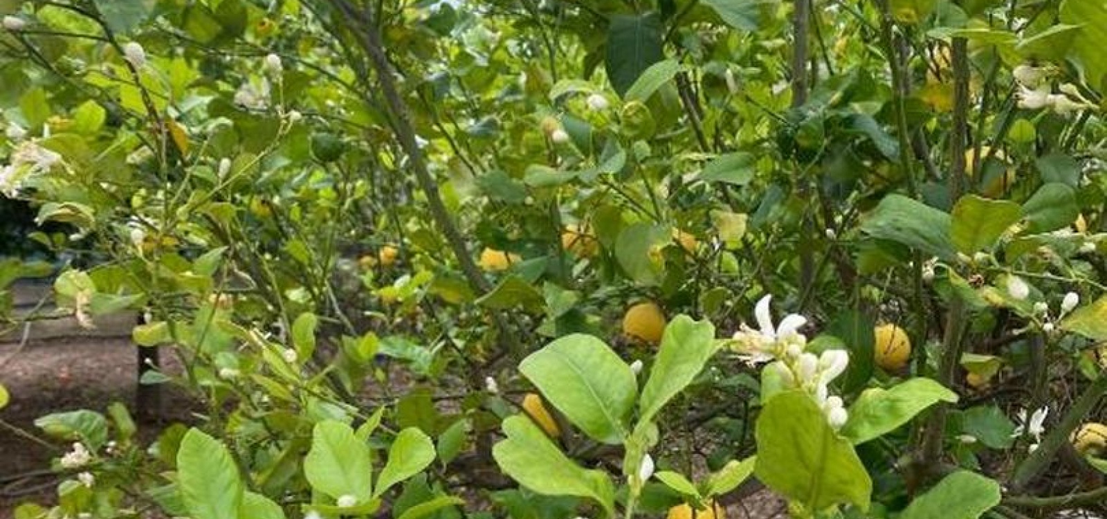 TREMILIA,Villa,TREMILIA,3005